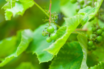 Unripe green grape 