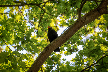 Baum mit Amsel