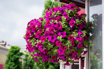 Fototapeta na wymiar Violets in pot. Colorful decorative flowers on street. Entrance to cafe, decorated with flowers. Decorations and landscape design with flowers_