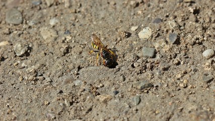 Bienenwolf (Philanthus triangulum) 

