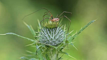 Männlicher Gemeiner Weberknecht (Phalangium opilio) auf Knospe einer Distel
