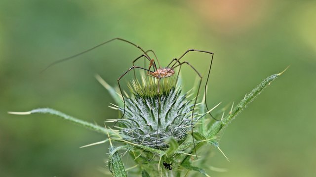 M&auml;nnlicher Gemeiner Weberknecht (Phalangium opilio) auf Knospe einer Distel
