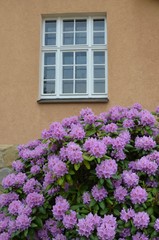 Rhododendron blüht rosa vor Hausfassade mit Fenster