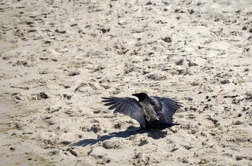 Dohle breitet Schwingen am Strand aus