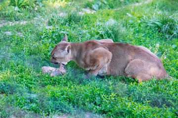 Naklejka na ściany i meble cougar having lunch time. wild animal in zoo
