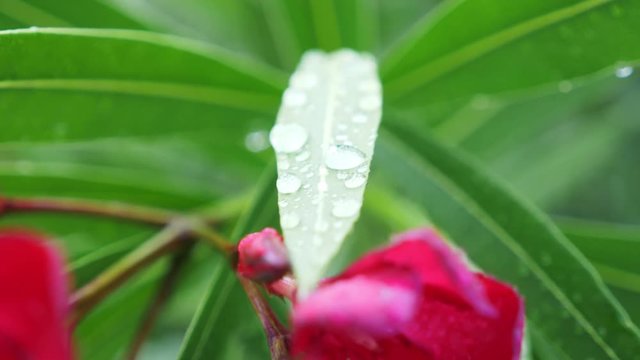 pink Nerium oleander flower after rainy day. close-up, 4k