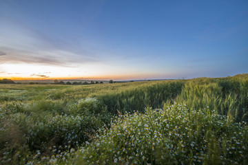 Fototapeta na wymiar Lovely Sunset over a Green Wheat Field and Daisies with Great Sky