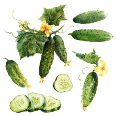 Watercolor cucumber set
