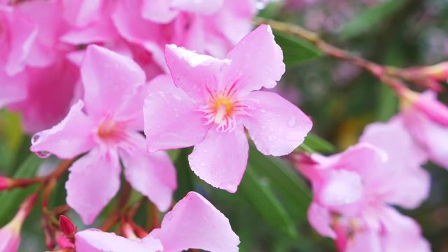 pink Nerium oleander flower after rainy day. close-up, 4k