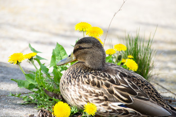duck in dandelions