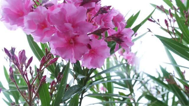 pink Nerium oleander flower after rainy day. close-up, 4k