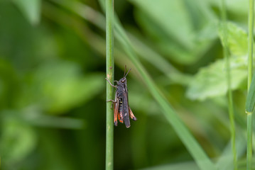 cavalletta sopra un filo d'erba