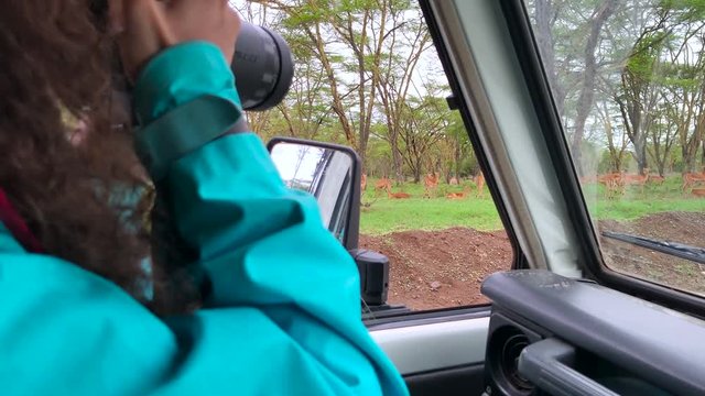 female photographer making pictures of  impala antelopes from the car during safari