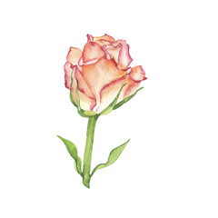 Fresh beige and red rose flower isolated on white background. Hand drawn watercolor illustration.
