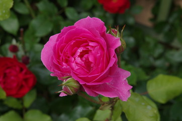 Róża,kwiat,czerwień,ogród,wiosna