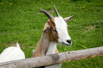 Portrait einer Ziege