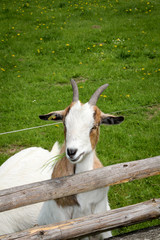 Portrait einer Ziege