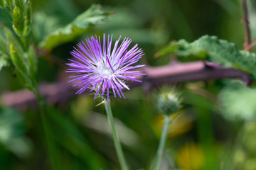 Flor