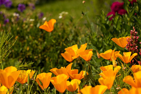 Group of yellow california poppies