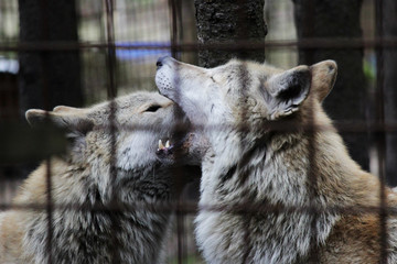 Polar wolf behind bars, summer color Canis lupus tundrarum. Breeding Kennel for wolves and wolf-dog...