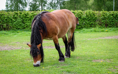 Pferd, Pferde auf Koppel 