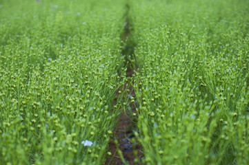 Large field of flax in summer. Even rows, the formation of the bolls of flax