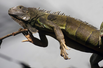 Relaxing lizard