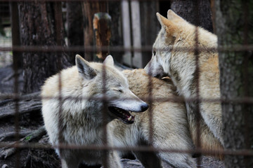 Polar wolf behind bars, summer color Canis lupus tundrarum. Breeding Kennel for wolves and wolf-dog hybrid. Wolf in a large enclosure with bars. Two brothers are playing
