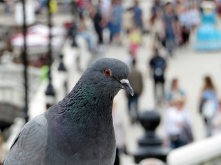 Portrait of a pigeon on the background of people crowd. City life, urbanization, environment or overcrowding concept