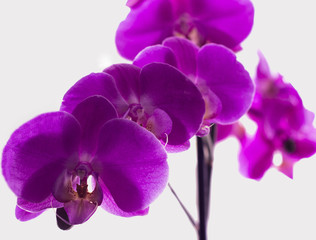 Fototapeta na wymiar flower orchid