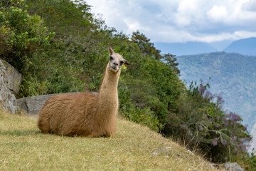 Llama perched on a hill in Peru