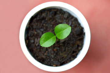 Young lime plant in recycled plastic cup on pink background
