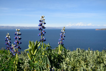 Flowers blooming on isla del Sol (Bolivia)