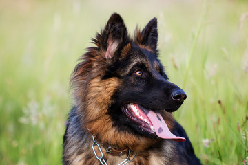 Shepherd dog outdoors