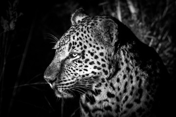 Fototapeta na wymiar Leopard in the dark in Sabi Sands Game Reserve in the Greater Kruger Region in South Africa