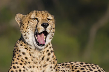 Yawning cheetah in Tshukudu Game Reserve part of the Greater Kruger Region in South Africa