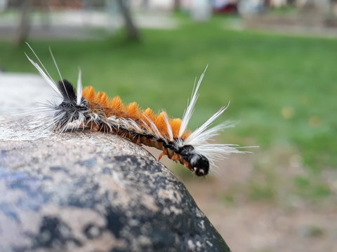 GUSANO