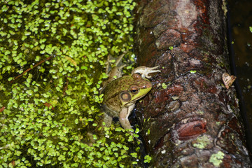 frog in pond