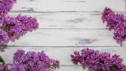 Flowers of lilac.White old background with space for text.Purple color.