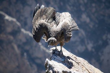 Condor over the Colca Canyon (Peru)