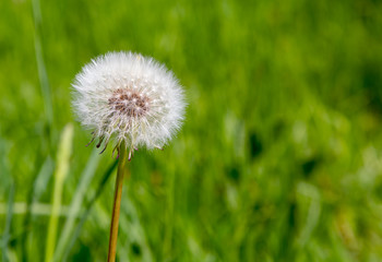 Single dandelion seed head in a grass meadow