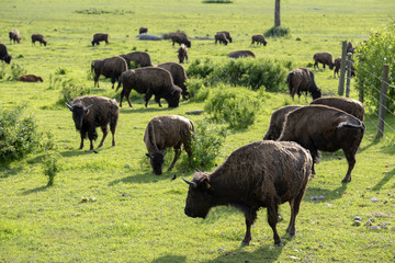 Buffalo Group