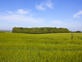 mixed woodland copse and barley