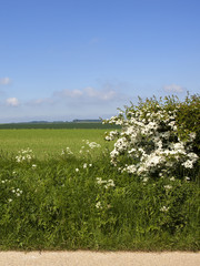 flowering hedgerow and scenery