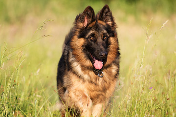 Shepherd dog outdoors