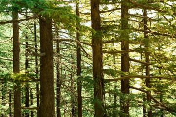 Dense pine trees with the golden morning sunset falling on the green leaves and trunks. Shot in shimla treks like this are a favorite for tourists