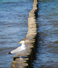 Ostsee mit Möwen