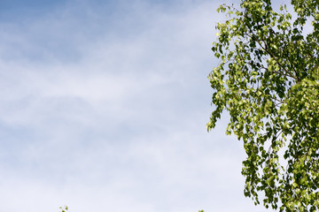 Spring background with bright green leaves of birch