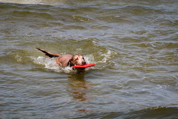 Hund springt ins Wasser