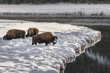 Herd of Bison in the Snow at Yellowstone National Park